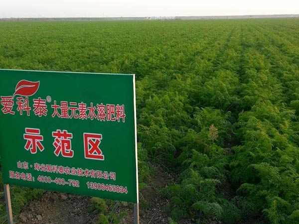 速膨在胡蘿卜上的使用現(xiàn)場(chǎng)
