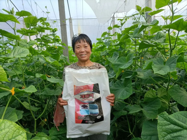 種植前一個(gè)措施，死棵、病毒、早衰都不怕！