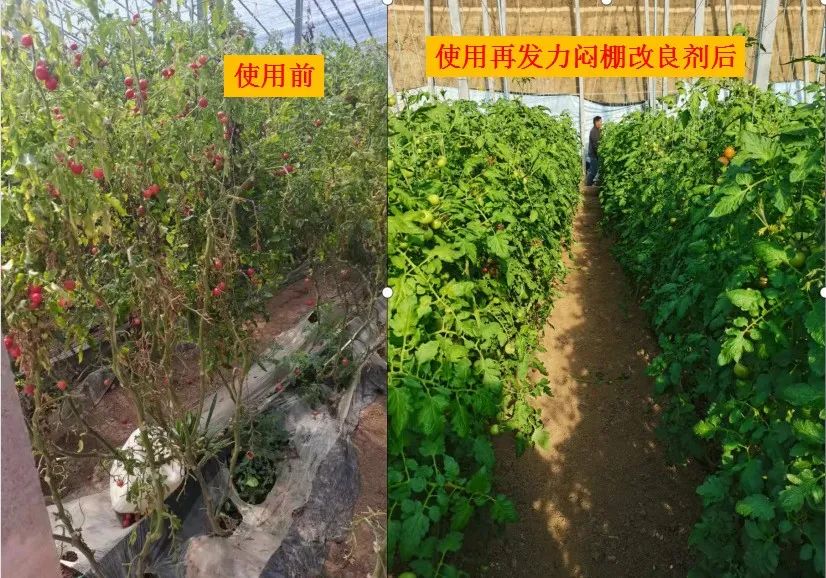 如何悶棚效果好？種植高手的經(jīng)驗(yàn)是......